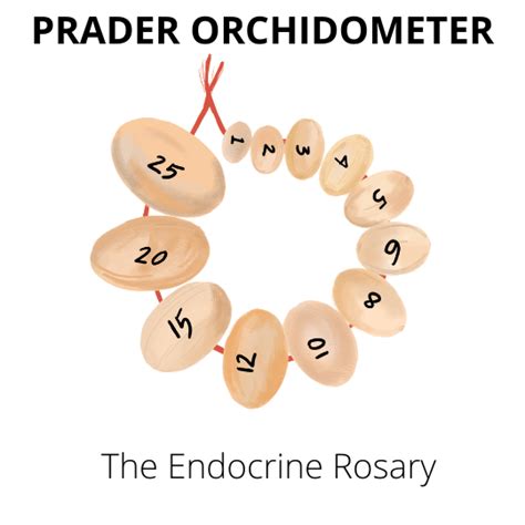 prader orchidometer buy|15 year old avg testiclesize.